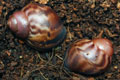 Archachatina marginata ssp. Cameroon 8