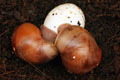 Archachatina marginata cf. suturalis Nigeria typ 2 F1
