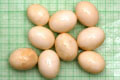 Archachatina marginata suturalis b