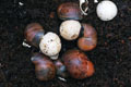 Archachatina marginata suturalis b