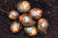 Archachatina marginata suturalis Nigeria F1 