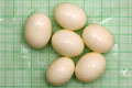 Archachatina marginata suturalis Nigeria F1 albino body