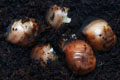 Archachatina marginata suturalis Nigeria F1 leucistic