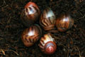 Archachatina marginata ssp. Cameroon 1 F1
