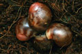 Archachatina marginata ssp. Cameroon 1 F1