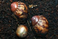 Archachatina marginata ssp. Cameroon 1 F1