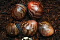 Archachatina marginata ssp. Cameroon 3