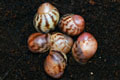 Archachatina marginata ssp. Cameroon 3
