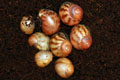 Archachatina marginata ssp. Cameroon 3