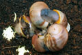 Archachatina marginata ssp. Cameroon 3