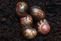 Archachatina marginata ssp. Cameroon 3 F1