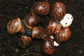 Archachatina marginata ssp. Cameroon 3 F1