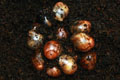 Archachatina marginata ssp. Cameroon 3 F1