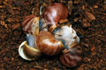 Archachatina marginata ssp. Cameroon 4
