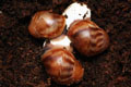 Archachatina marginata ssp. Cameroon 4