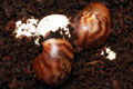 Archachatina marginata ssp. Cameroon 4
