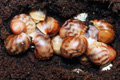 Archachatina marginata ssp. Cameroon 4
