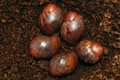 Archachatina marginata ssp. Cameroon 5