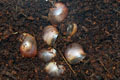 Archachatina marginata ssp. Cameroon 5