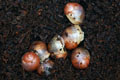 Archachatina marginata ssp. Cameroon 5