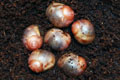 Archachatina marginata ssp. Cameroon 5