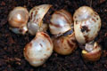 Archachatina marginata ssp. Cameroon 6