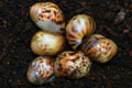 Archachatina marginata ssp. Cameroon 6