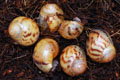 Archachatina marginata ssp. Cameroon 6