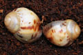 Archachatina marginata ssp. Cameroon 6