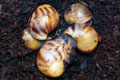Archachatina marginata ssp. Cameroon 6