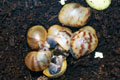 Archachatina marginata ssp. Cameroon 6