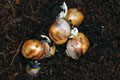 Archachatina marginata ssp. Cameroon 6