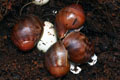 Archachatina marginata ssp. Cameroon 7