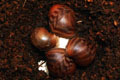 Archachatina marginata ssp. Cameroon 7