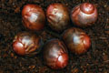 Archachatina marginata ssp. Cameroon 7