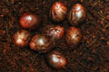 Archachatina marginata ssp. Cameroon 7