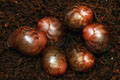 Archachatina marginata ssp. Cameroon 7