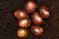 Archachatina marginata ssp. Cameroon 7
