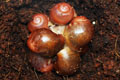 Archachatina marginata ssp. Cameroon 7