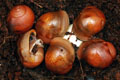 Archachatina marginata ssp. Cameroon 7