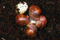Archachatina marginata ssp. Cameroon 7