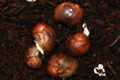 Archachatina marginata ssp. Cameroon 7