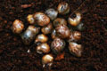 Archachatina papyracea Nigeria F3