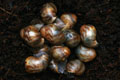 Archachatina papyracea Nigeria F3