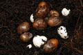 Archachatina papyracea Nigeria F3
