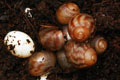 Archachatina papyracea Nigeria F3