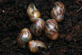 Archachatina papyracea Nigeria F3