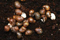 Archachatina papyracea Nigeria F3