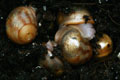 Archachatina papyracea Nigeria F3