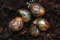 Archachatina papyracea Nigeria F3